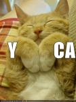 funny-pictures-ymca-cat